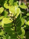 coco plum